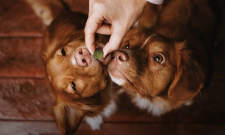 Las 10 mejores golosinas para premiar a tu perro