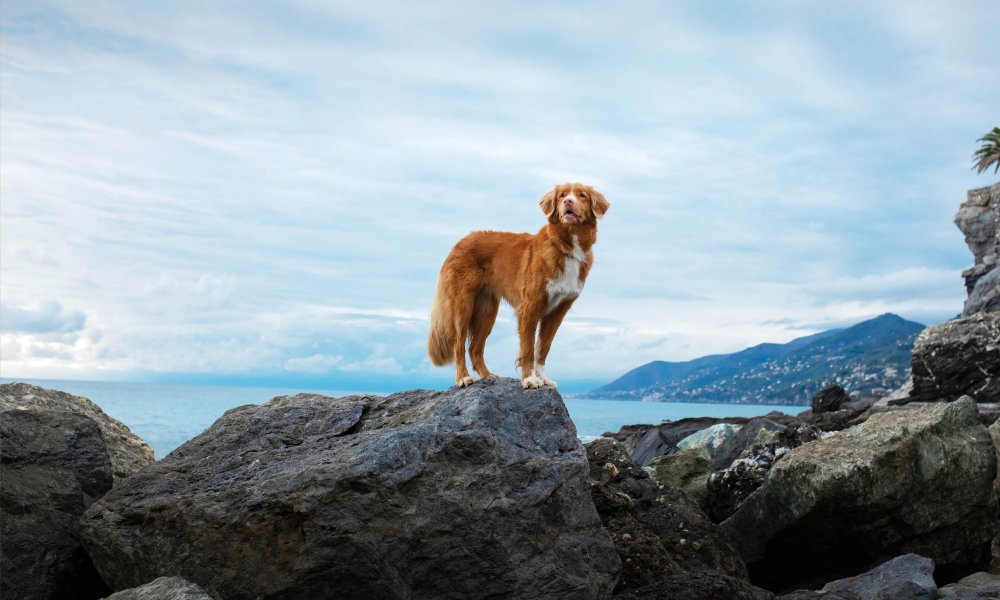 Los 10 mejores aperitivos para perros de 2024