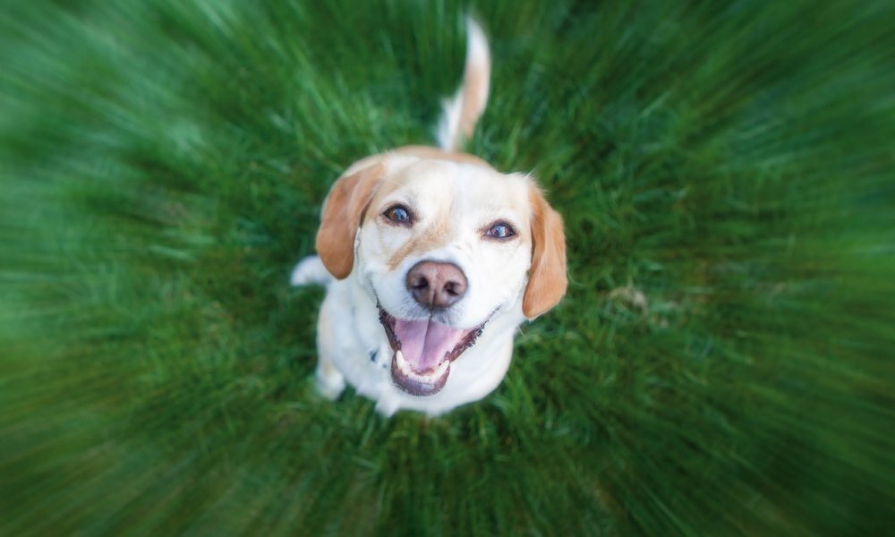 ¿Actividad con tu perro al aire libre? ¡Utiliza estos aperitivos para el entrenamiento!